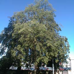 Micocoulier de Provence / Celtis australis